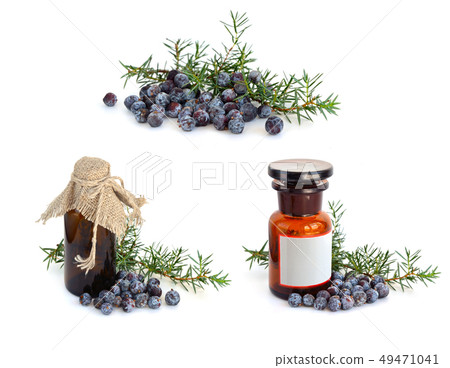 Juniper branch and berries with pharmaceutical Juniper branch and berries with pharmaceutical 49471041