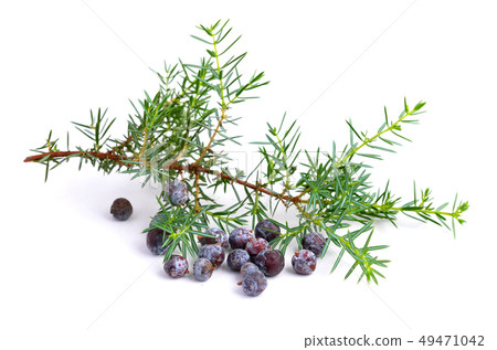 Juniper branch and berries Juniper branch and berries 49471042