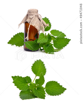 Melissa on white background. Melissa on white background. 49471048