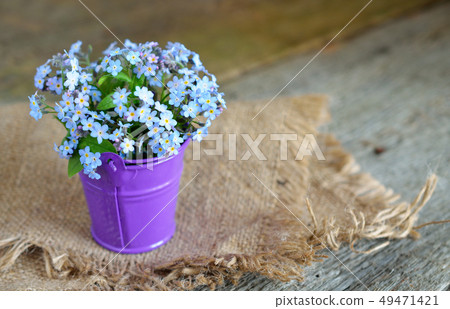 Forget-me-not Forget-me-not 49471421