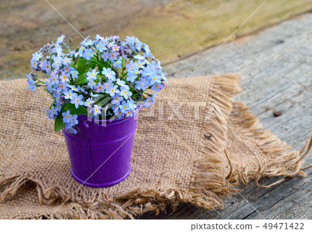 Forget-me-not 49471422