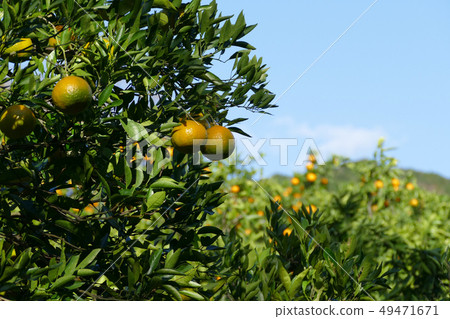 citrus 49471671