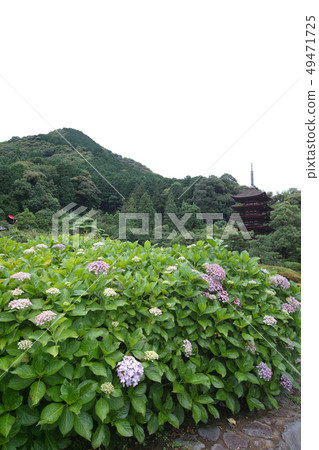 hydrangea hydrangea 49471725