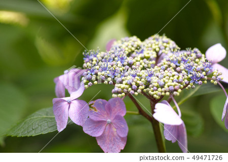 hydrangea hydrangea 49471726
