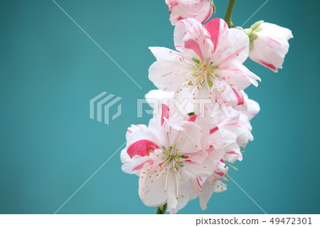哭泣的genflat桃花 49472301