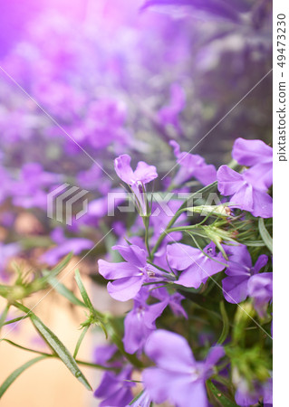 flowers on wooden background flowers on wooden background 49473230