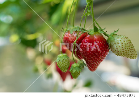 房子草莓 房子草莓 49473975