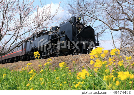 Landscape along SL and rape blossoms 49474498