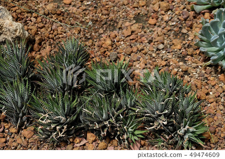 Arrangement of the Succulents and cactus 49474609