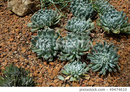 Arrangement of the Succulents and cactus 49474610