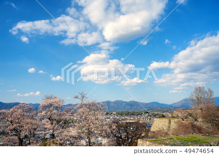 Tsuyama Castle ruins famous for cherry blossoms 49474654