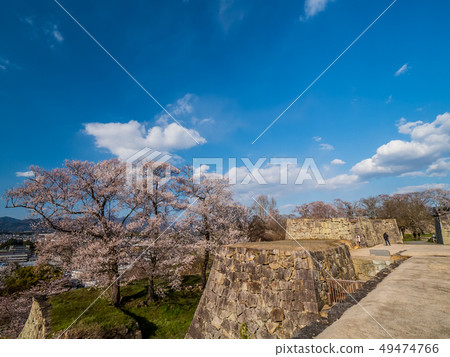 Tsuyama Castle ruins famous for cherry blossoms 49474766