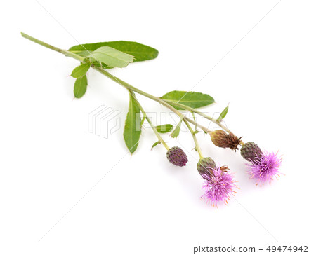 Creeping Thistle 49474942