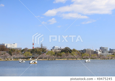 Lake Senba in spring Mito City, Ibaraki Prefecture 49475245