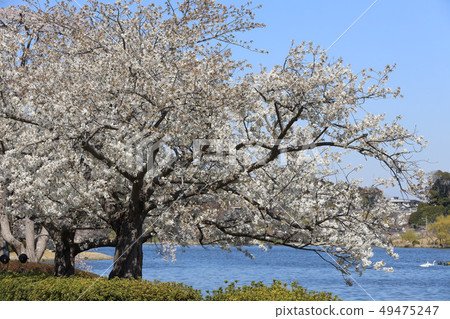 在茨城縣春天美圖市的森巴湖 49475247