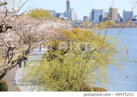 在茨城縣春天美圖市的森巴湖 49475252