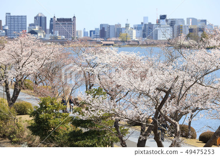 在茨城縣春天美圖市的森巴湖 49475253