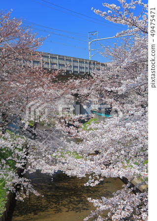 [神奈川縣]沿著Motosumiyoshi Shibukawa的櫻花樹 49475471