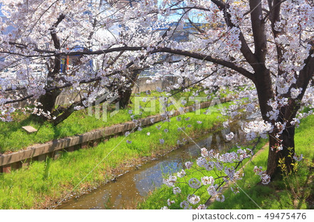 [Kanagawa Prefecture] Cherry blossom trees along Motosumiyoshi Shibukawa 49475476