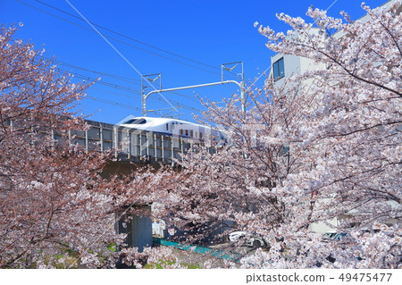 [Kanagawa] Shinkansen and Sumiyoshi Sakura 49475477