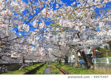 [神奈川縣]沿著Motosumiyoshi Shibukawa的櫻花樹 49475497
