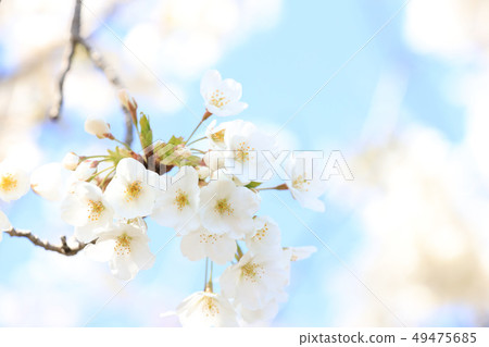 Sakura Lake Senba 4月初,茨城縣水戶市 Sakura Lake Senba 4月初,茨城縣水戶市 49475685