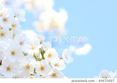 Sakura Lake Senba 4月初,茨城縣水戶市 Sakura Lake Senba 4月初,茨城縣水戶市 49475687
