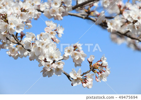 Sakura Lake Senba Early April April Ibaraki Stock Photo