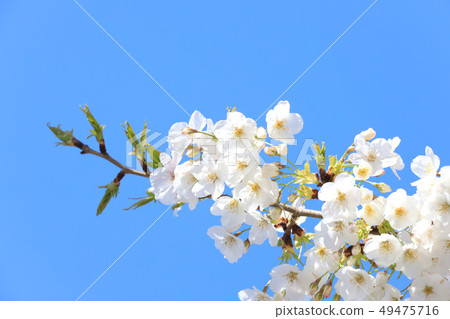 Sakura Lake Senba Early April April Ibaraki Stock Photo