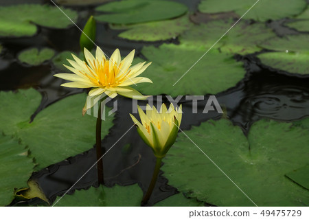 Beautiful lotus blooming  of natural  49475729