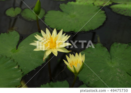 Beautiful lotus blooming  of natural  49475730