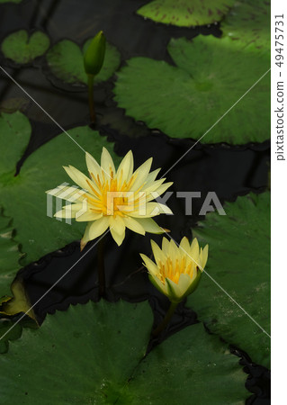 Beautiful lotus blooming  of natural  49475731