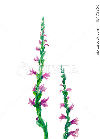 螺絲香蕉 49475850