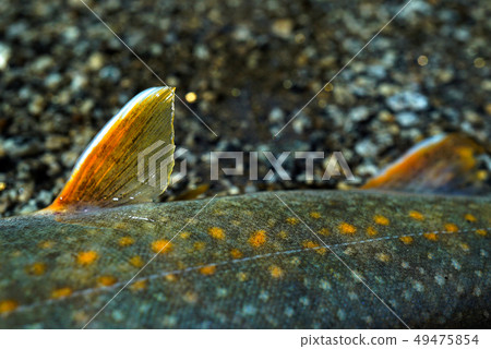 Iwana of the Tamba River water system 49475854