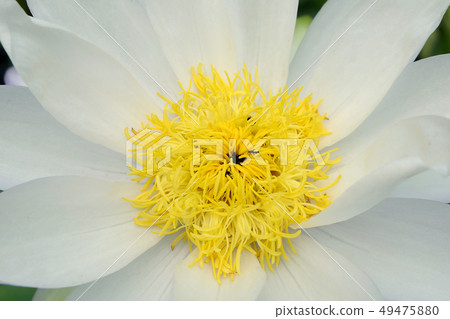 Beautiful lotus blooming  of natural  49475880
