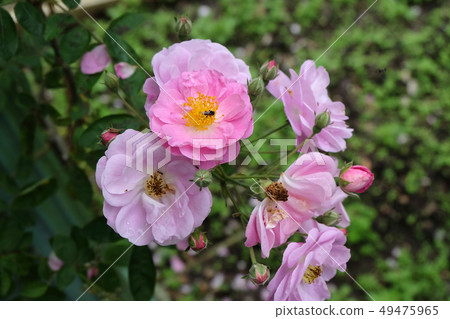 Beautiful roses Bush in garden roses for Valentine Beautiful roses Bush in garden roses for Valentine 49475965