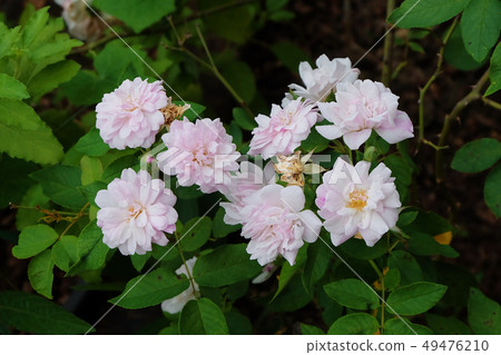 Beautiful roses Bush in garden  for Valentine 49476210