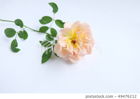 Beautiful roses Bush in garden  for Valentine 49476212