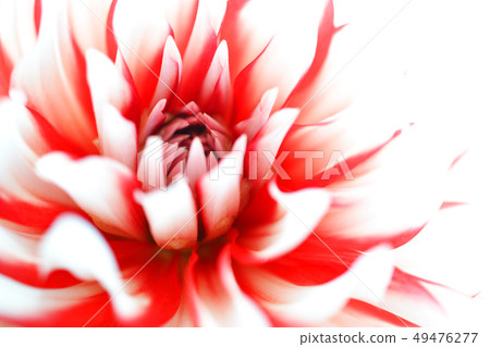 Auspicious present red and white dahlia Auspicious present red and white dahlia 49476277