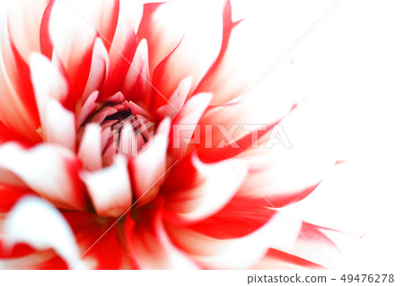 Auspicious present red and white dahlia 49476278