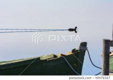 Moorhen in the calm lagoon at dawn. Moorhen in the calm lagoon at dawn. 49476567