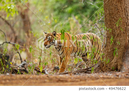 Tiger walking in green vegetation 49476622