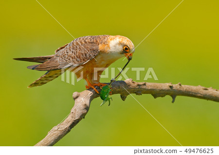 Falcon with catch locust grasshopper Falcon with catch locust grasshopper 49476625