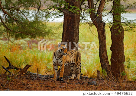 Tiger walking in old dry forest. Tiger walking in old dry forest. 49476632
