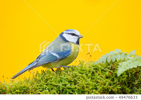 Blue tit in nature habitat, autumn. 49476633