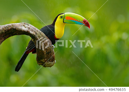 Keel-billed Toucan, Ramphastos sulfuratus Keel-billed Toucan, Ramphastos sulfuratus 49476635