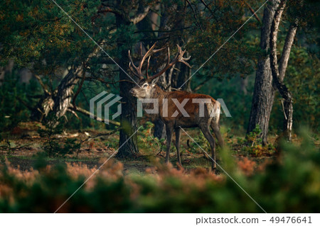Red deer, rutting season, Slovakia. 49476641