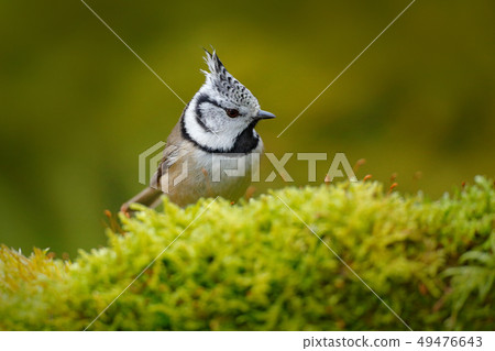 Bird with crest, Czech Republic Bird with crest, Czech Republic 49476643