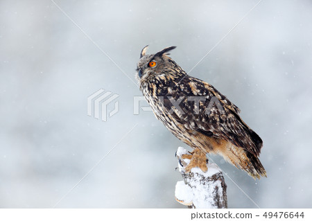 Winter with big white beautiful owl. Winter with big white beautiful owl. 49476644