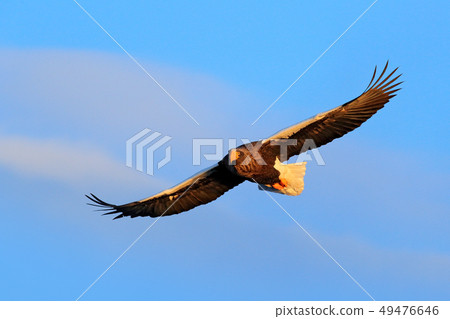 Bird on the blue sky. Steller's sea eagle Bird on the blue sky. Steller's sea eagle 49476646